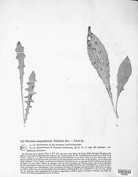 Puccinia compositarum image